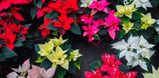 Nochebuenas: colores, significados y la magia que simbolizan esta Navidad