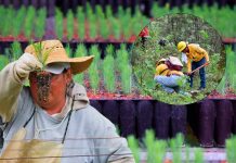 Michoacán alcanza meta histórica con más de 10 millones de árboles plantados en 2025