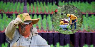 Michoacán alcanza meta histórica con más de 10 millones de árboles plantados en 2025