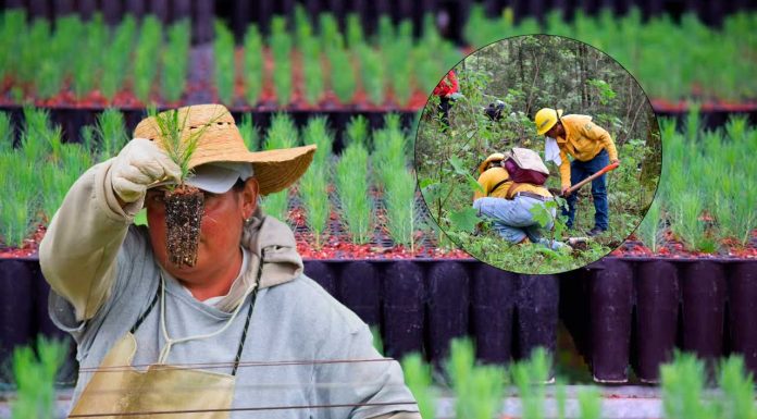 Michoacán alcanza meta histórica con más de 10 millones de árboles plantados en 2025