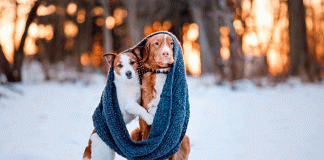 Claves para proteger a tus mascotas del frío este diciembre