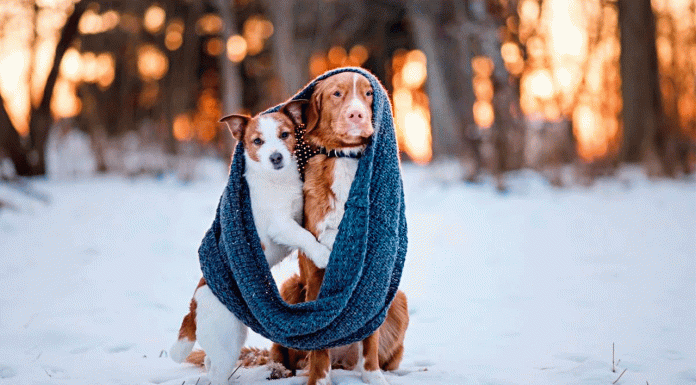 Claves para proteger a tus mascotas del frío este diciembre