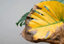 Hojas cafés, negras o amarillas: consejos de un experto para recuperar tus plantas