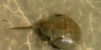 El fósil viviente que no logra sobrevivir a la pesca ilegal