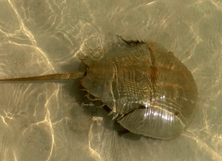 El fósil viviente que no logra sobrevivir a la pesca ilegal