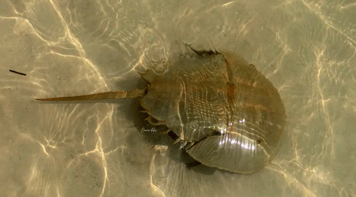 El fósil viviente que no logra sobrevivir a la pesca ilegal