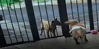 Perrito travieso roba suéter a lomito vecino y se vuelve viral