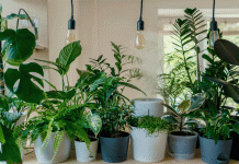 Plantas anti-humedad: Decora y protege tu hogar