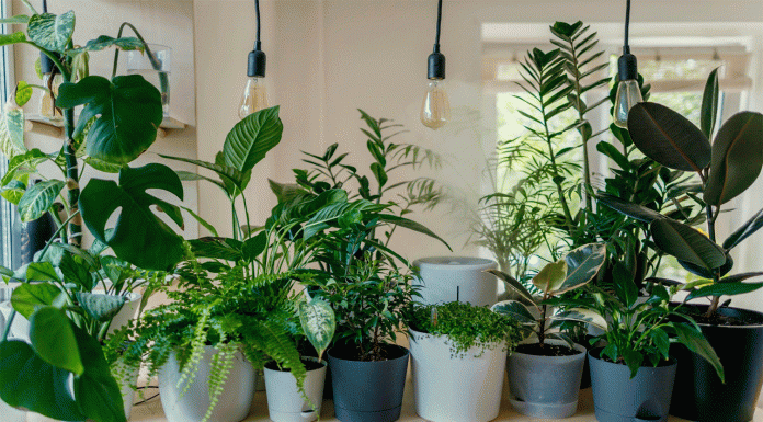 Plantas anti-humedad: Decora y protege tu hogar
