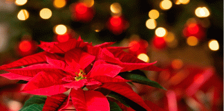 El secreto para regar tu flor de Nochebuena según la temperatura de tu hogar