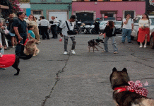 Mascotas en situación de calle buscan un hogar para Navidad