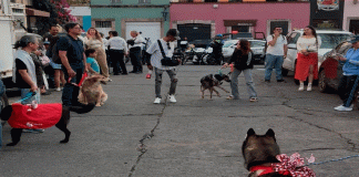Mascotas en situación de calle buscan un hogar para Navidad