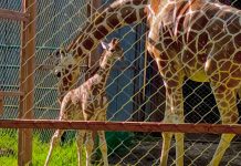 Nace nueva jirafa en el Zoológico de Morelia