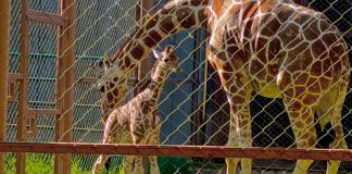 Nace nueva jirafa en el Zoológico de Morelia