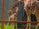 Nace nueva jirafa en el Zoológico de Morelia