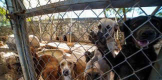 IMPA cierra 2025 con más de 2 mil reportes por maltrato animal atendidos en Morelia
