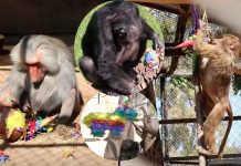 Los Reyes Magos llegaron al Zoológico de Morelia