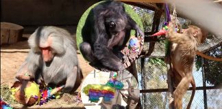 Los Reyes Magos llegaron al Zoológico de Morelia