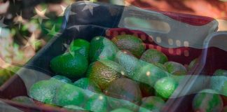 Costco EUA se suma a la venta de aguacate libre de deforestación: Secma
