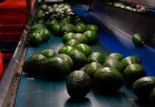 Libre de deforestación el 90% del aguacate de exportación: Secma