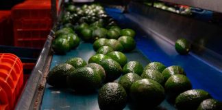 Libre de deforestación el 90% del aguacate de exportación: Secma