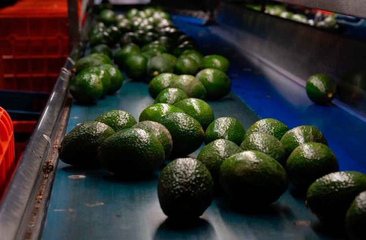 Libre de deforestación el 90% del aguacate de exportación: Secma