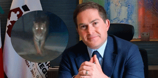 Alcalde de Álvaro Obregón negó que el avistamiento del tigre haya sido IA