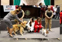 Diputados aprueban reforma que fortalece la protección de los animales de compañía