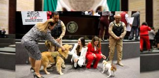 Diputados aprueban reforma que fortalece la protección de los animales de compañía
