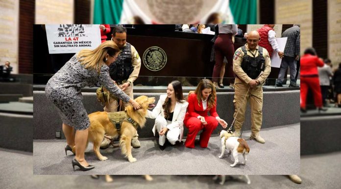 Diputados aprueban reforma que fortalece la protección de los animales de compañía