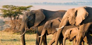Estudios documentan la inteligencia emocional de los elefantes