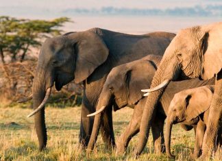Estudios documentan la inteligencia emocional de los elefantes