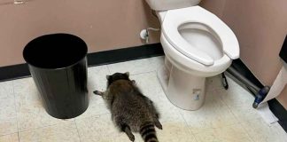 Mapache ebrio causa furor tras irrumpir en licorería de Virginia; fotos se vuelven virales