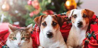 Mascotas y Navidad: riesgos comunes y recomendaciones de veterinarios para evitar accidentes