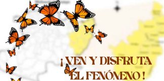 Senguio combina seguridad y ecoturismo extremo en la experiencia de la Mariposa Monarca