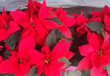 A cuatro días de inaugurada, roban nochebuenas de la decoración navideña en Morelia