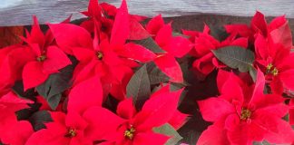 A cuatro días de inaugurada, roban nochebuenas de la decoración navideña en Morelia