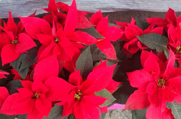 A cuatro días de inaugurada, roban nochebuenas de la decoración navideña en Morelia