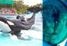 Muere Kshamenk, la orca que vivió décadas en cautiverio