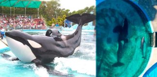 Muere Kshamenk, la orca que vivió décadas en cautiverio