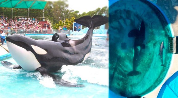 Muere Kshamenk, la orca que vivió décadas en cautiverio