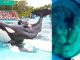 Muere Kshamenk, la orca que vivió décadas en cautiverio
