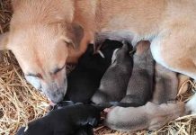 ¿Qué paso con la perrita que dio a luz dentro de un pesebre navideño en el Palenque, Chiapas?