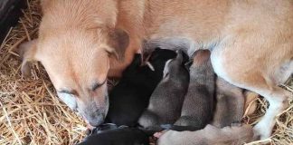 ¿Qué paso con la perrita que dio a luz dentro de un pesebre navideño en el Palenque, Chiapas?