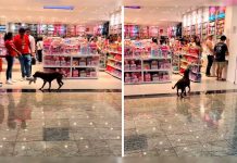 Cliente y perrito viral: solidaridad navideña en Mérida tras curioso gesto de un lomito