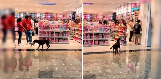 Cliente y perrito viral: solidaridad navideña en Mérida tras curioso gesto de un lomito