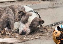 FGE supervisa el proceso de recuperación de 60 perros rescatados en Morelia