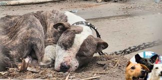 FGE supervisa el proceso de recuperación de 60 perros rescatados en Morelia