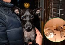 IMPA tendrá operativos de decomiso de venta de animales en Morelia durante temporada navideña y día de reyes