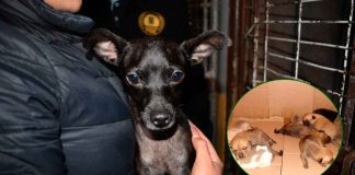 IMPA tendrá operativos de decomiso de venta de animales en Morelia durante temporada navideña y día de reyes